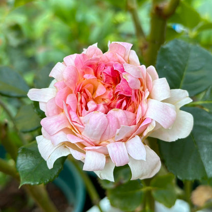 Rare Rose  ‘ Peach Anemone ｜桃子海葵 - New Variety 2023