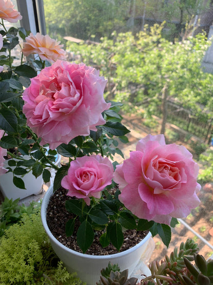 Popular Rose  ‘ Neptune King Terrazza | 海神王 ’