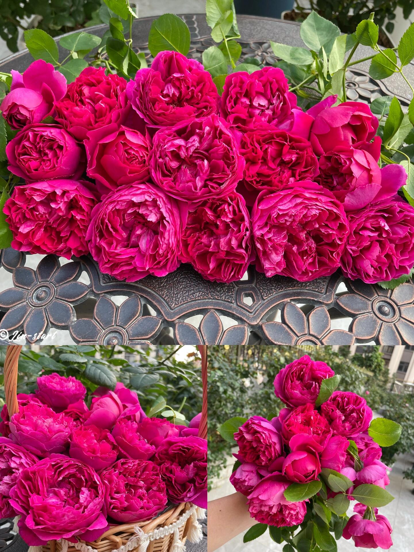 Rose  ‘ Flying Swan ｜Jing Hong｜惊鸿 - New Variety-2021