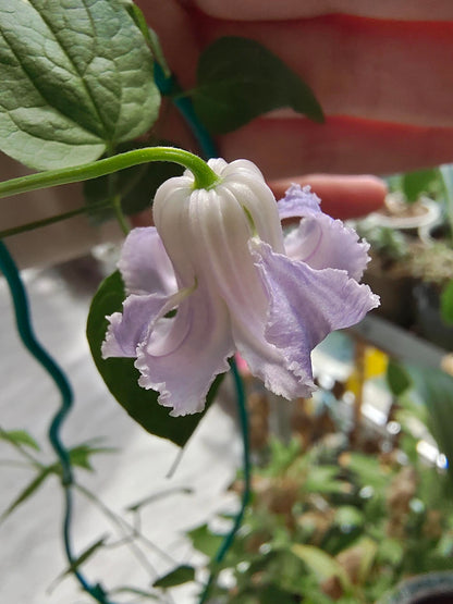 Blue Octopus Clematis ‘’クリスパ・エンジェル| Crispa Angel| 克里斯帕天使| タコクレマチス‘’