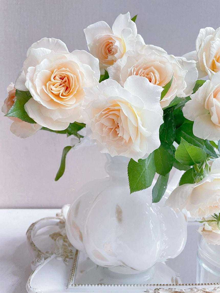 Rose  ‘ Royal Diva｜歌剧皇后'
