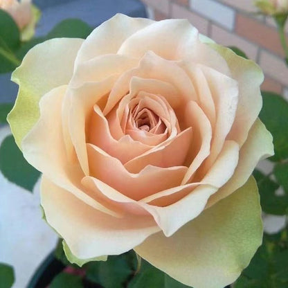 Rose 'Kaoruko ｜カオルコローズ| 熏子 玫瑰 '