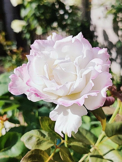 Rose 'Le Blanc ｜ル ブラン｜乐柏 '