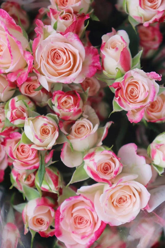 Rose 'Reflex Bubble / M-Reflex / 折射泡泡 '