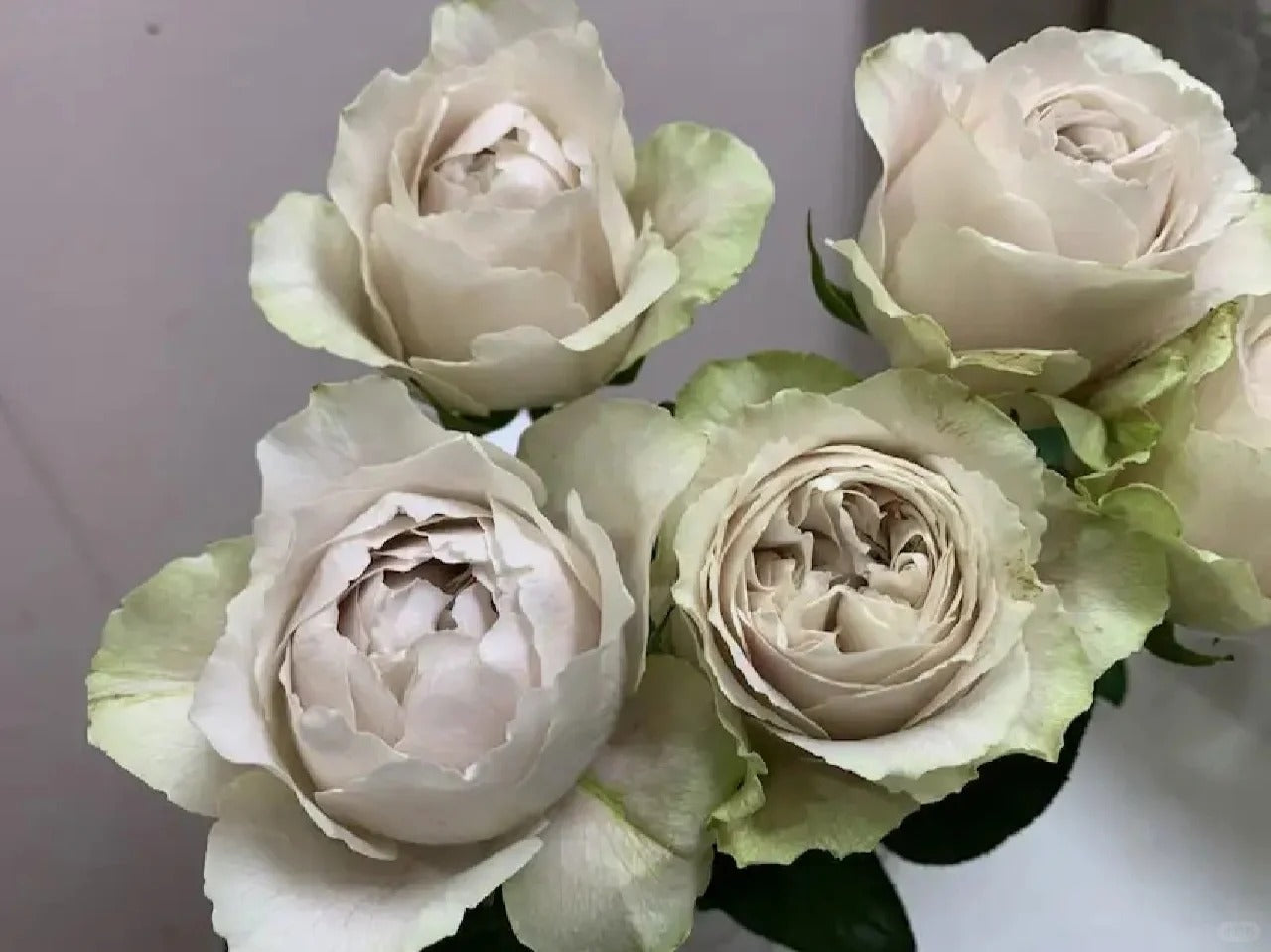 Rose  ‘  Yukinoniwa  ’ 雪之庭