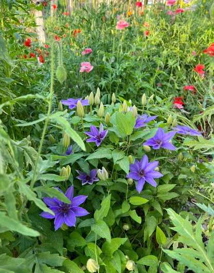 Clematis ‘’Parisienne |巴黎风情‘’