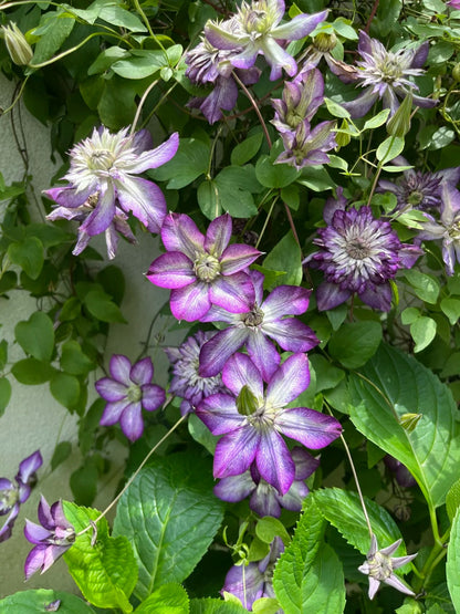 Clematis ‘Cassis’| 卡西斯