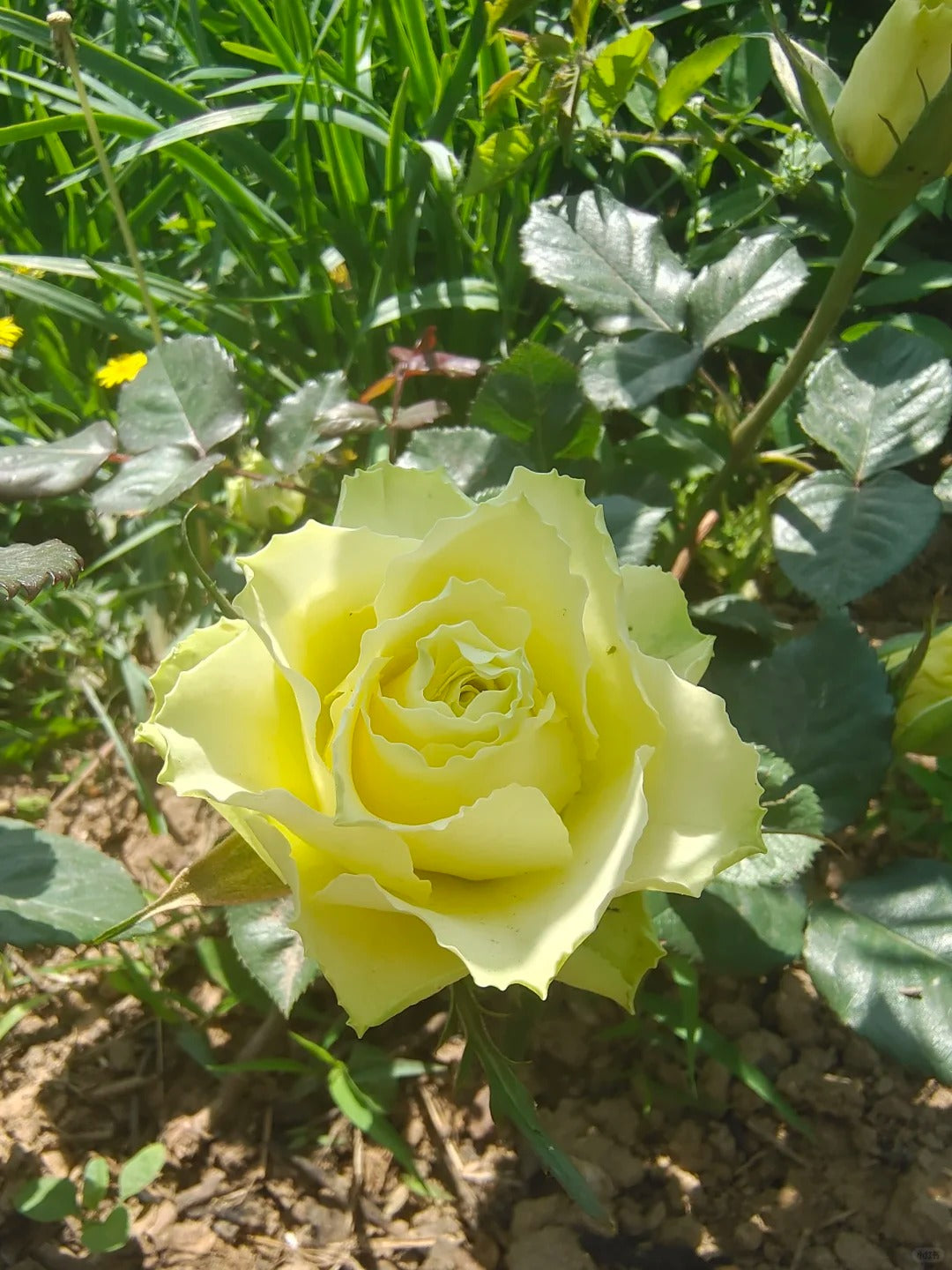 Rare Rose  'Green Planet ｜緑の惑星  | 绿行星 '