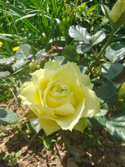 Rare Rose  'Green Planet ｜緑の惑星  | 绿行星 '