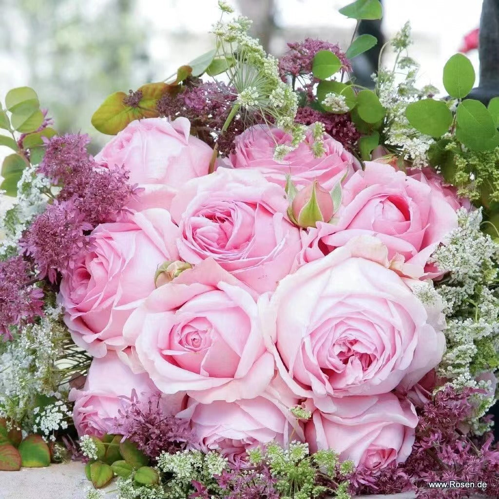 Rose 'Wellenspiel  | 仙女泉 '