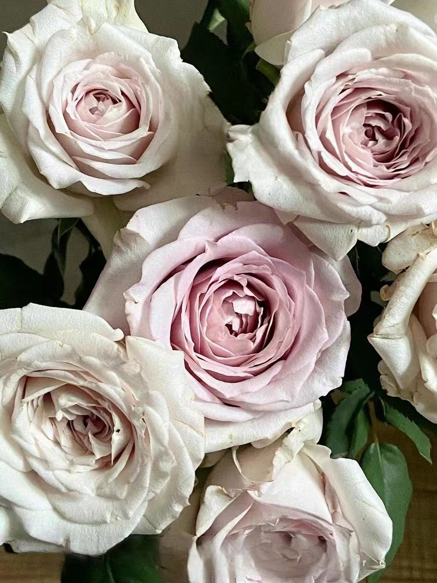 Rose 'Creed｜クリード ｜信念 ' - New Variety- 2020 | Award-winning