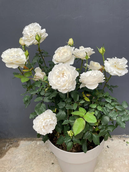 Rose   '  Blanche Neige  ' 伊芙 白雪公主