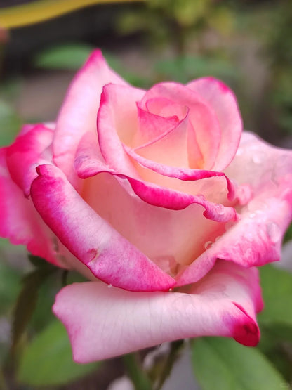 Rose ' Carrousel | 歌莎