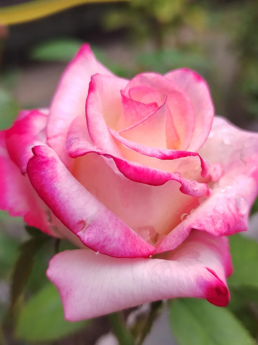 Rose ' Carrousel | 歌莎
