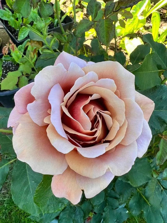 Rosa 'Koko Loko  | 可可洛可  '