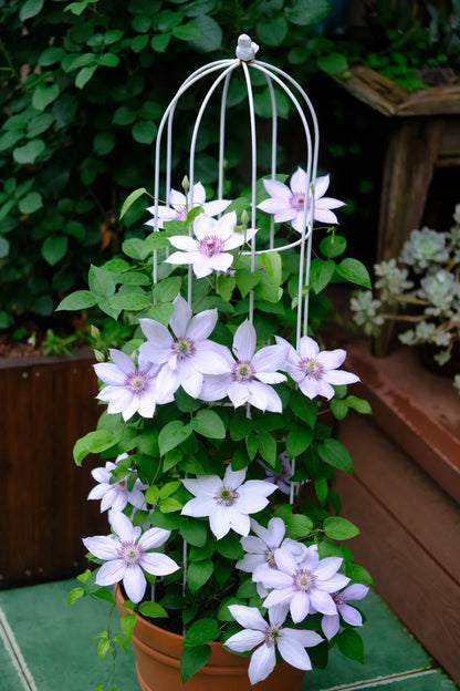 Clematis 博纳迪恩