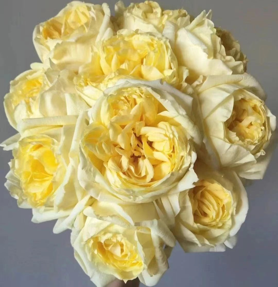 Yves Rose 'Gold Yves Piaget | 伊芙金伯爵'