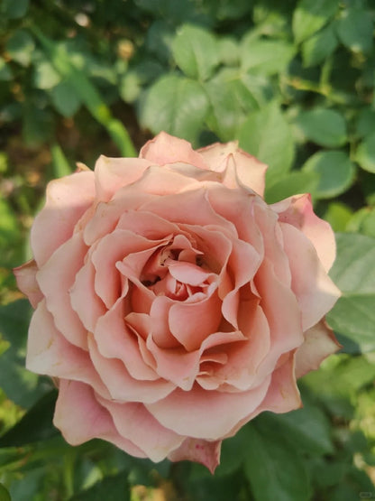 Rose ‘Kokoro no Kizan| こころのきざん  ’ 心之牵绊