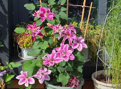 Clematis ' My Darling  | 我的爱人 亲爱的