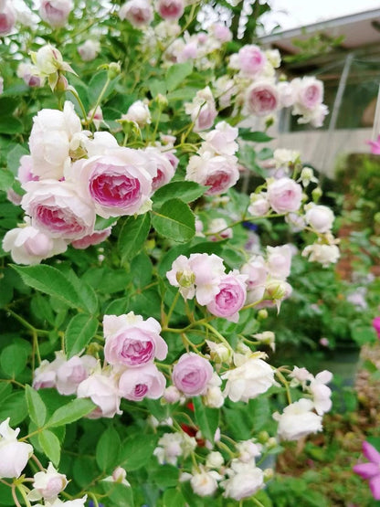 Rose 'Aunt Margy's | 拇指姑娘 | 麻吉婶婶 '