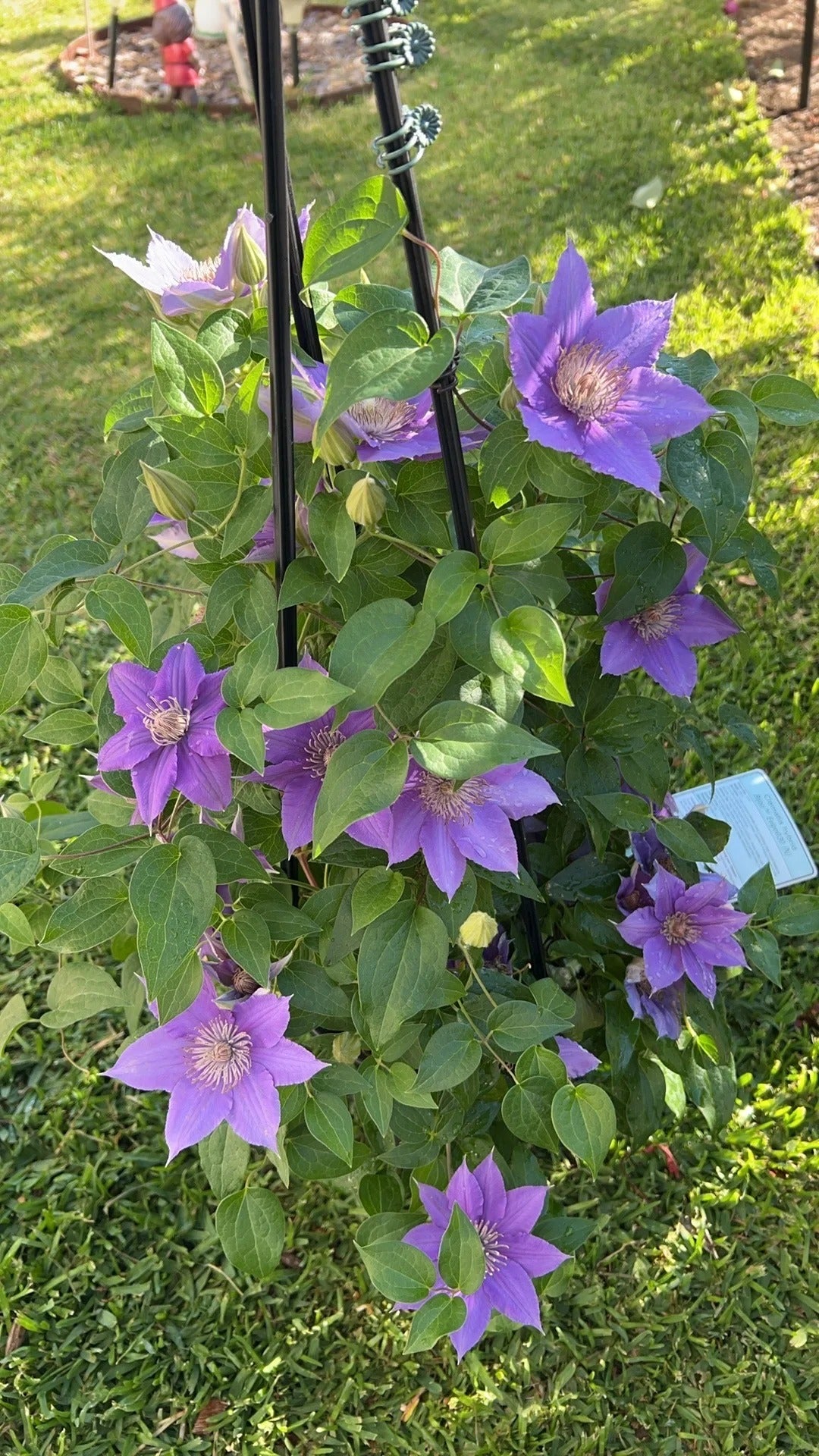 Clematis ‘Bijoul | Evipo030'|  啤酒