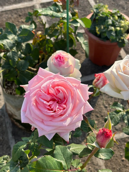 Rose  ‘ Pink O'Hara ’  粉荔枝