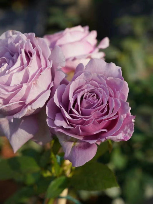 Rose 'Luxury Nove | ラグジュノーブ| 天然香水'