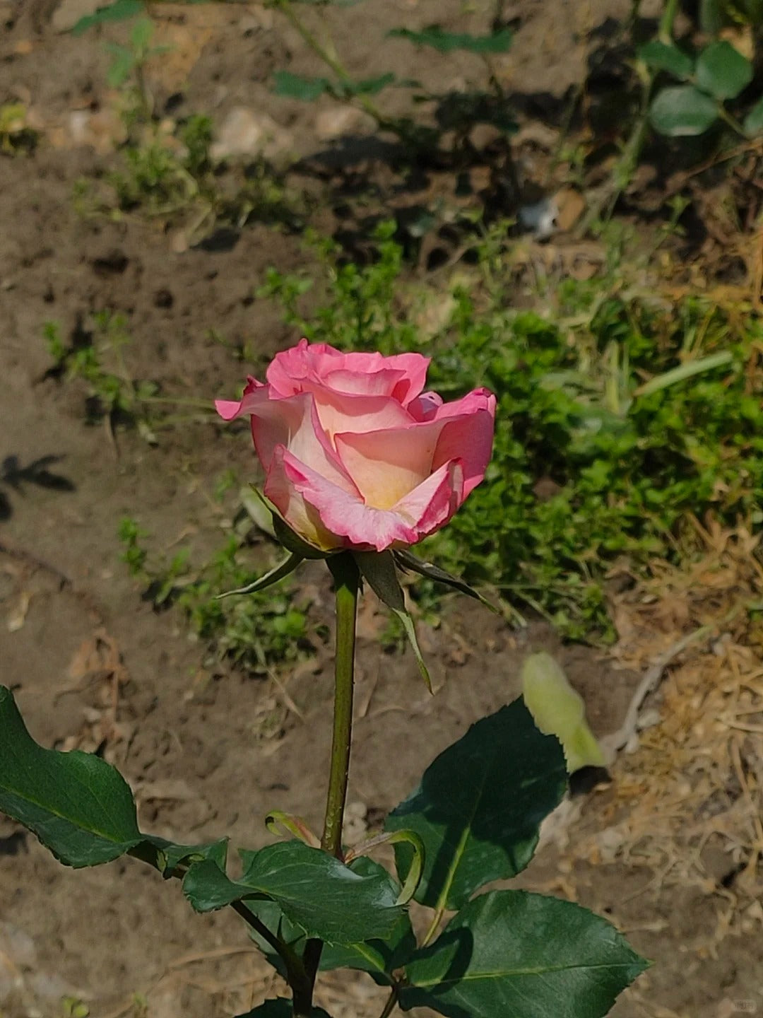 Rose  ‘  Verdi  ’  绝代双骄