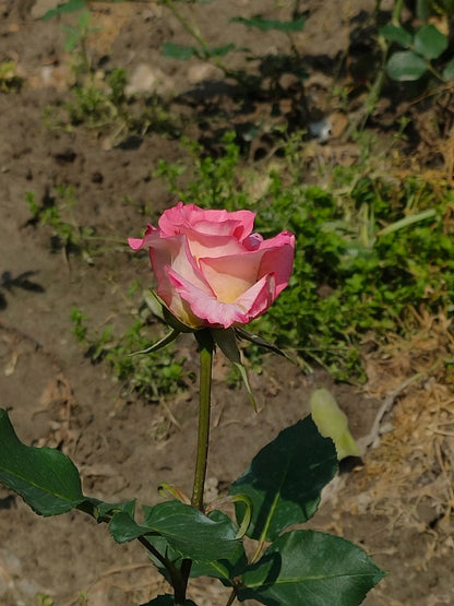 Rose  ‘  Verdi  ’  绝代双骄