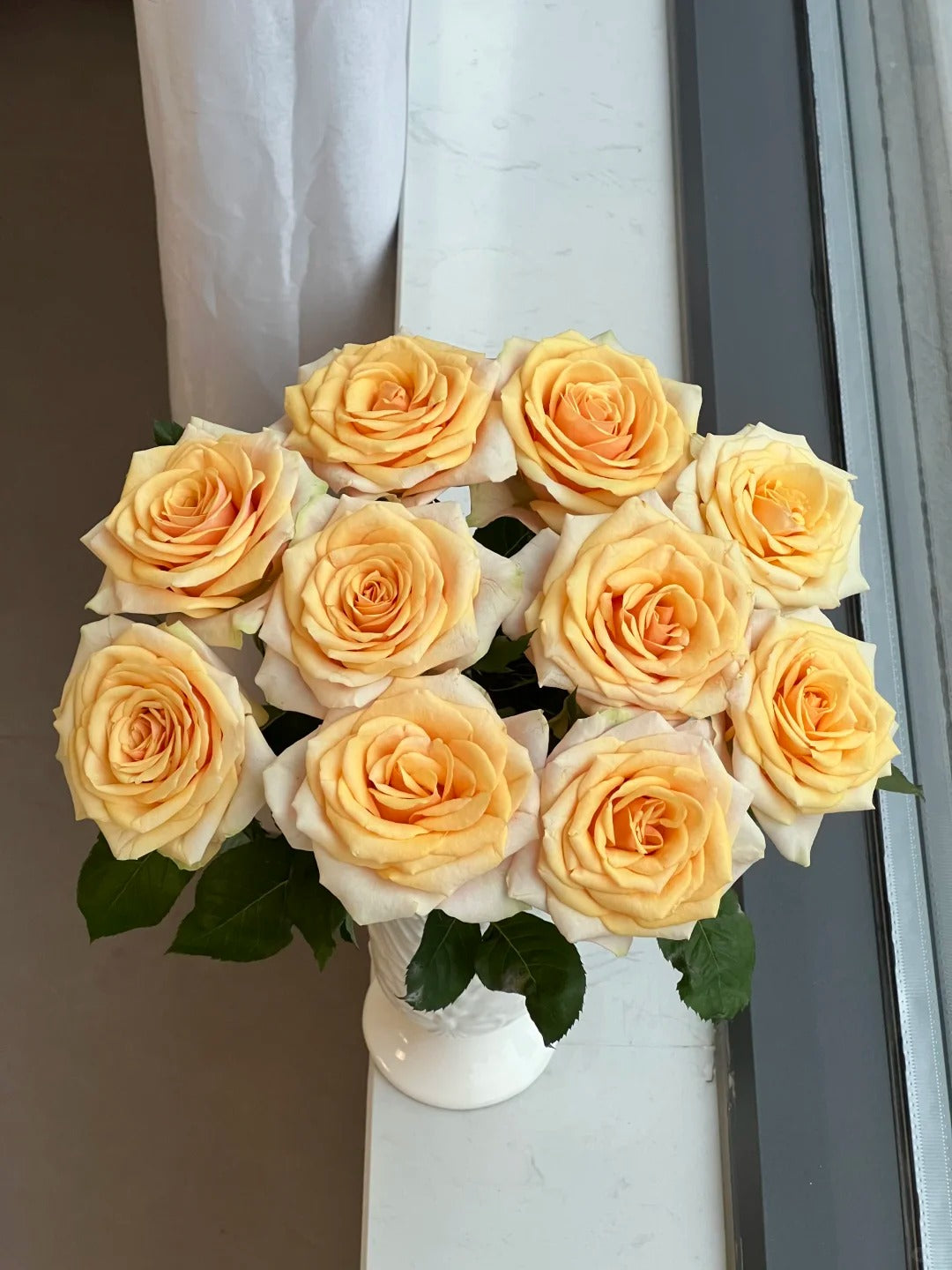 Rose  ‘ Divina ’ 迪威娜