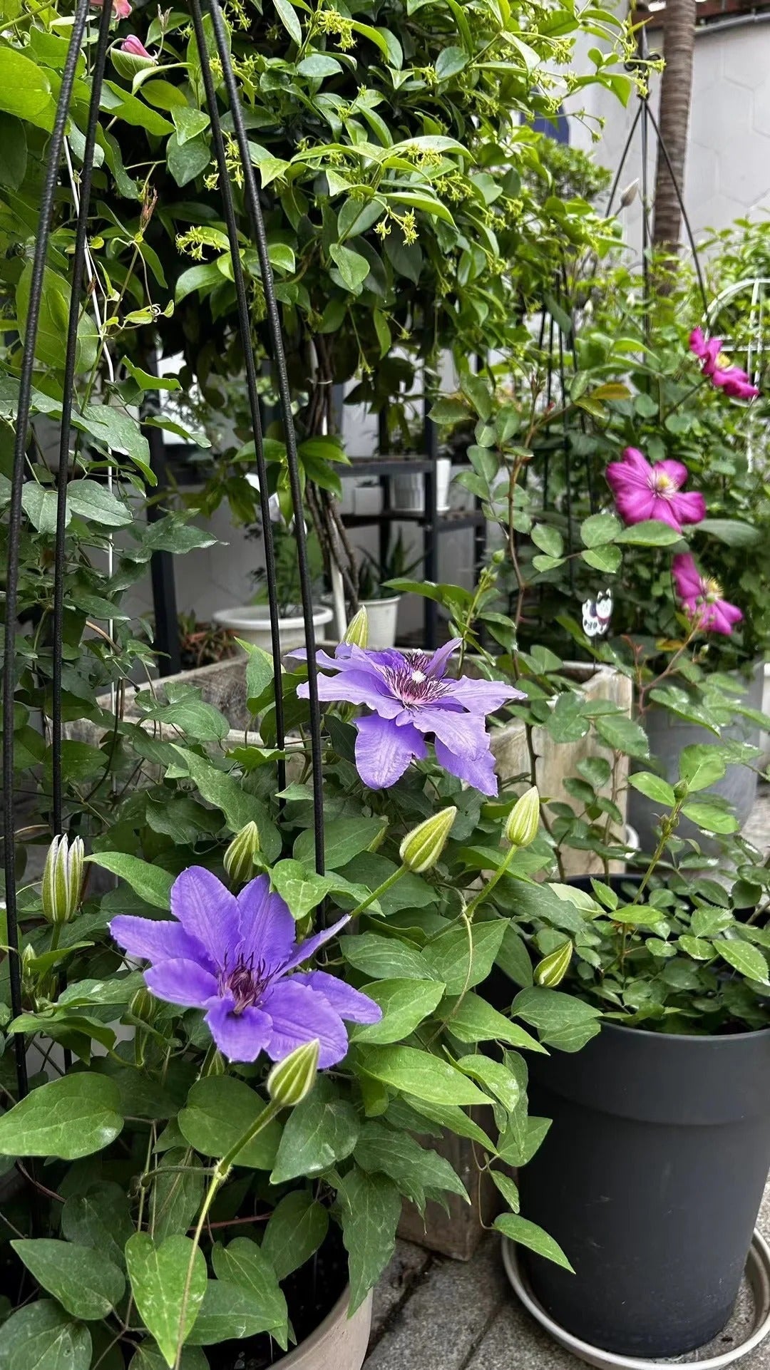 Clematis ‘’Parisienne |巴黎风情‘’