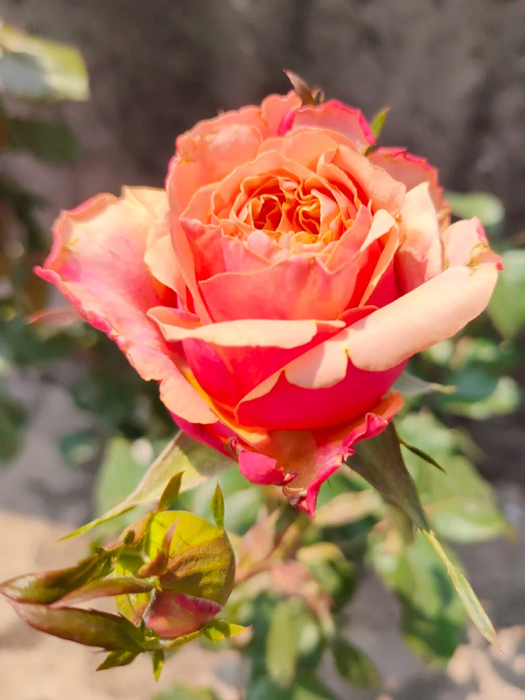 Rose  ‘   Cherry Brandy |  チエリ-プランデ- ’  樱桃白兰地