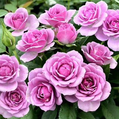Rose 'Lavender Veranda｜薰衣草门廊'