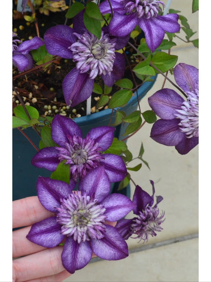 Clematis ‘Cassis’| 卡西斯