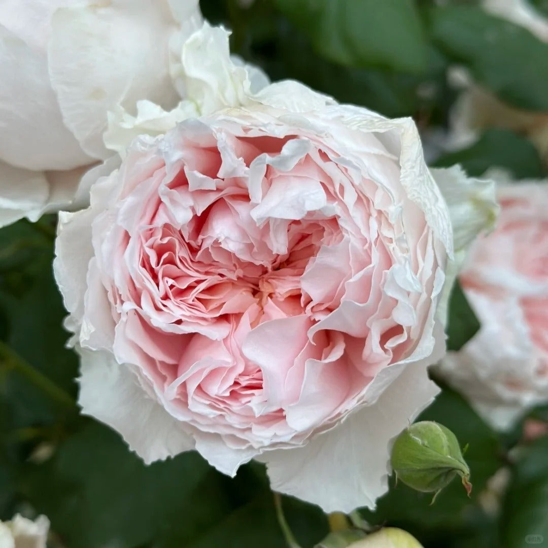 Rose   ‘  yanzi ’ 妍姿