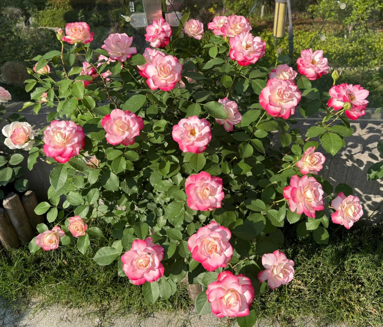 Rose   ‘ Jubilé du Prince de Monaco ’  摩纳哥公爵