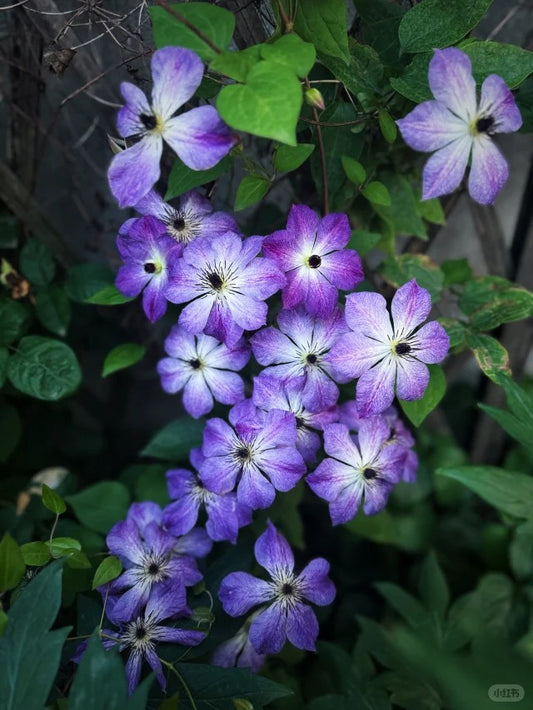 Clematis ' Downpour | 倾盆大雨