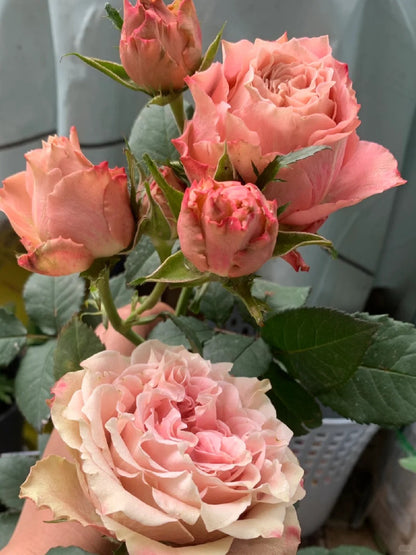 Rose ‘Kokoro no Kizan| こころのきざん  ’ 心之牵绊