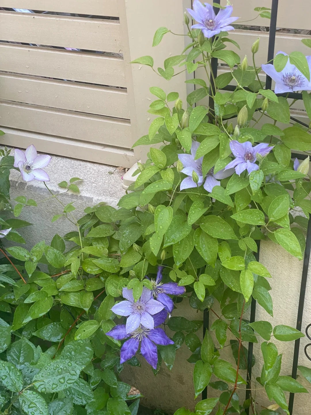 Clematis 博纳迪恩