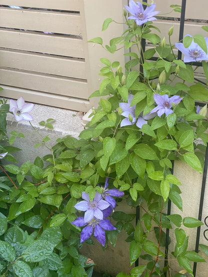 Clematis 博纳迪恩