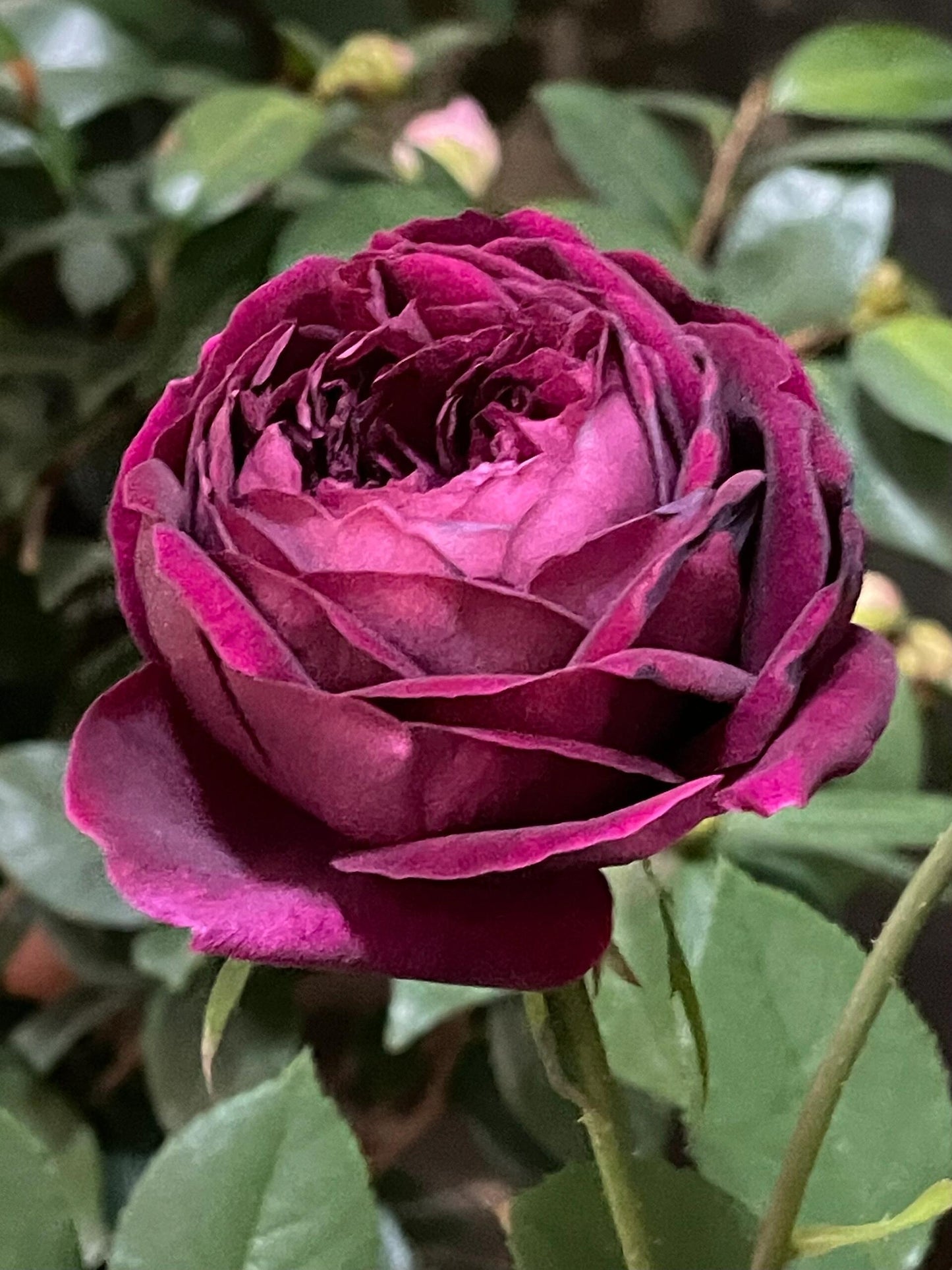 Rose  ‘ Royale | ロワイヤル | 皇宫 ’