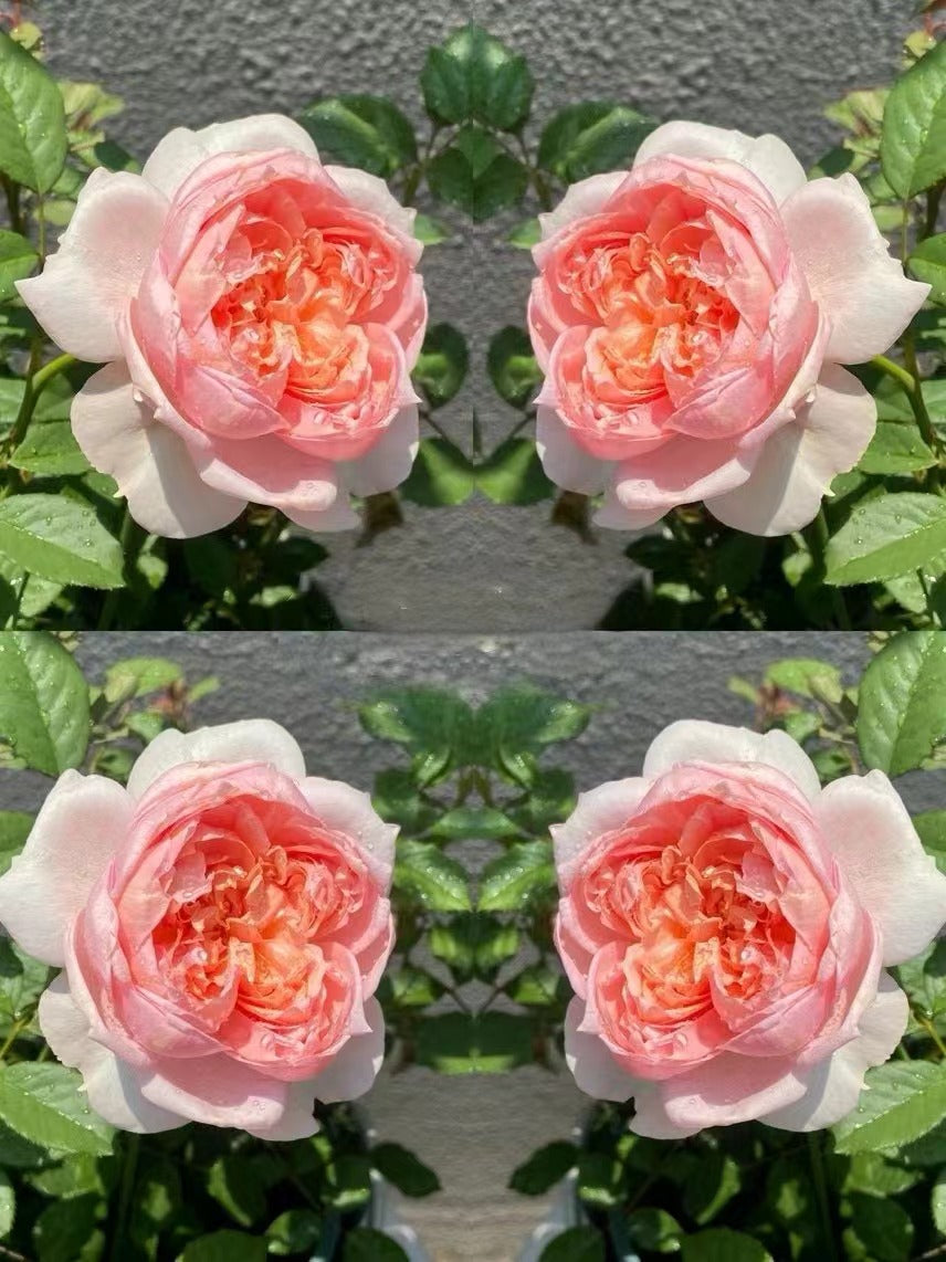 Rare Rose 'Tao Ran ｜桃染 ｜天狼月季'