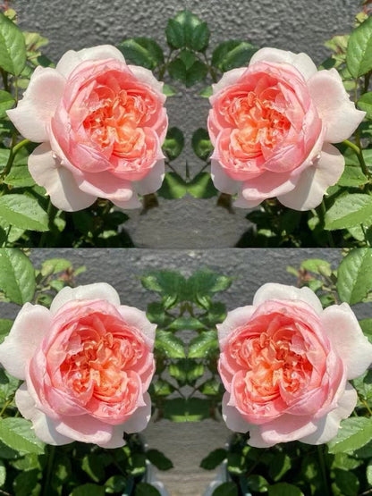Rare Rose 'Tao Ran ｜桃染 ｜天狼月季'