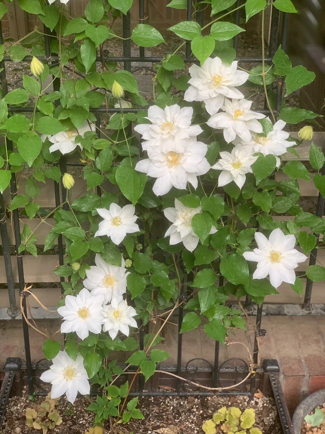 Clematis  ’ Isago |  伊萨哥