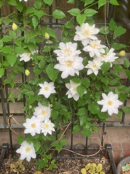 Clematis  ’ Isago |  伊萨哥