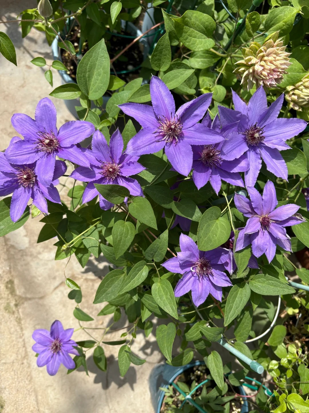 Clematis ‘’Parisienne |巴黎风情‘’