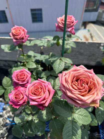 Rose  ‘Barista ’ 调香师 咖啡师 - New Variety Coffee Rosa