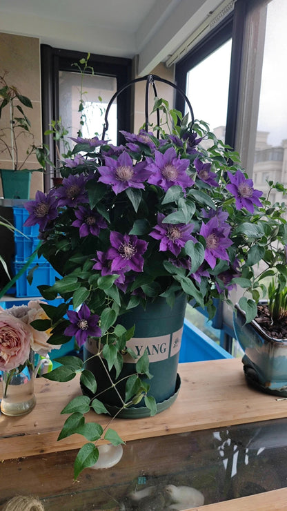 Clematis ‘Bijoul | Evipo030'|  啤酒