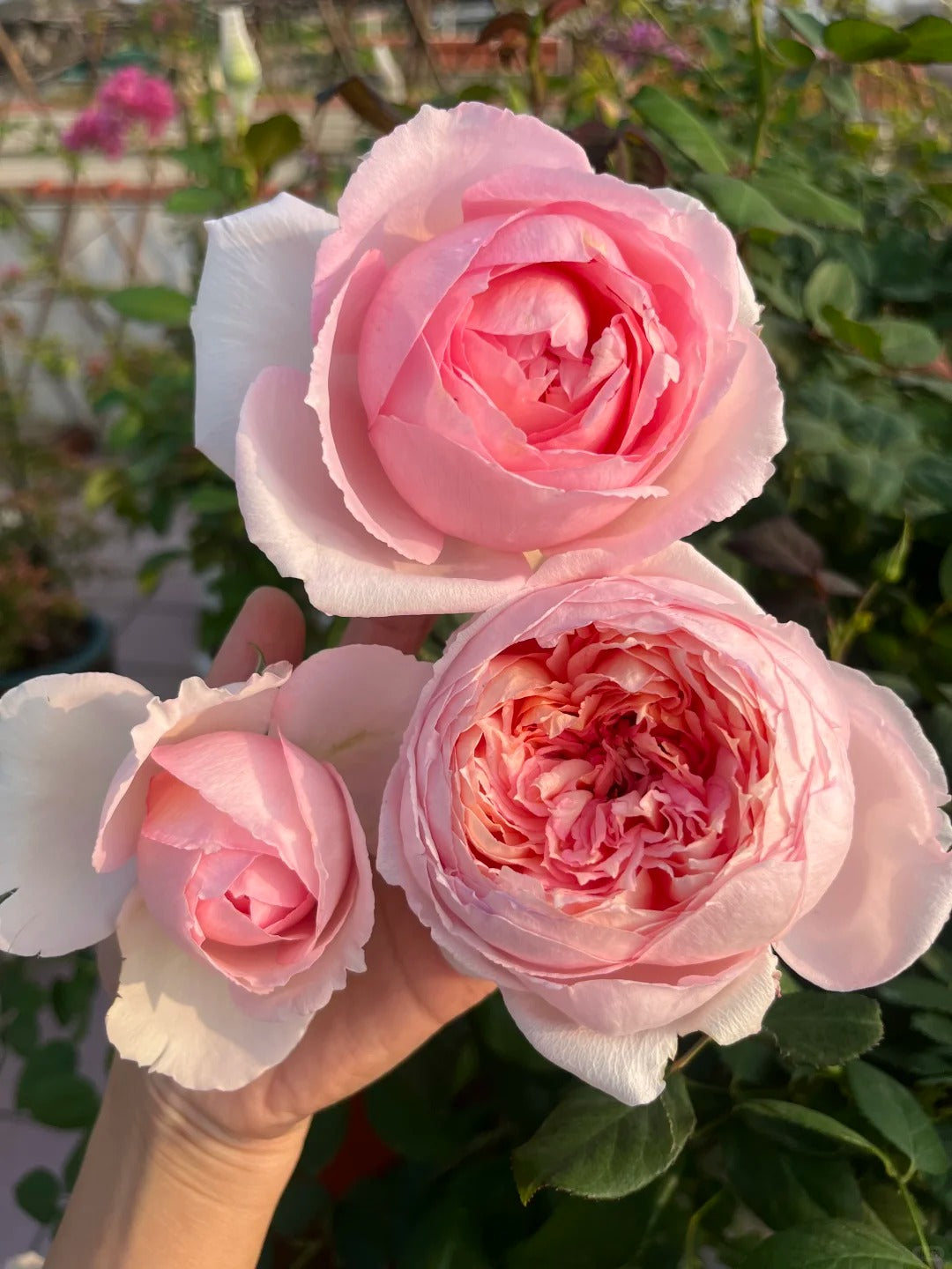 Rose   ‘  yanzi ’ 妍姿