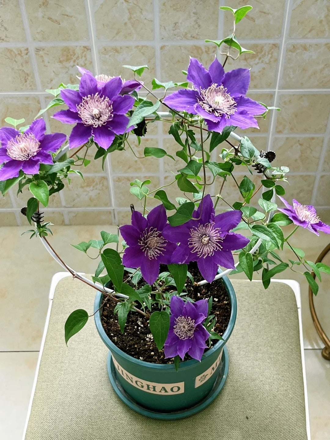 Clematis ‘Bijoul | Evipo030'|  啤酒